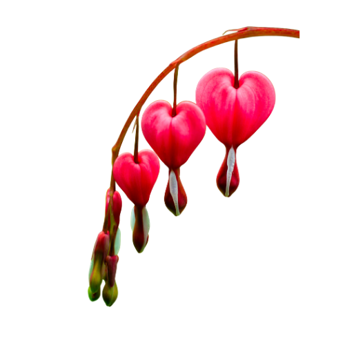 Bleeding hearts flowers
